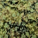 Velluto Sfumato Glitterato a Fiori Verde